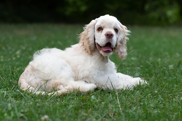 Puppy American Cocker Spaniel white lies on the grass.