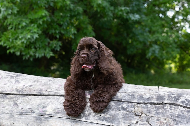 Puppy American Cocker Spaniel with cute faces looking at the camera. Dogs in nature.