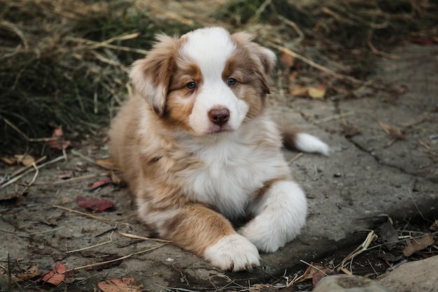 Puppy of Australian red Merle is lying in park on path and resting Kennel of Australian shepherds