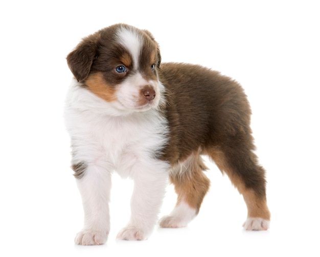 Puppy australian shepherd