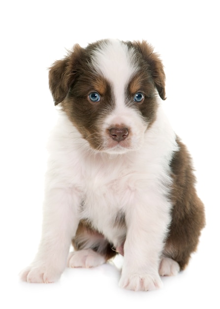 Puppy australian shepherd