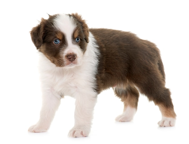 Puppy australian shepherd