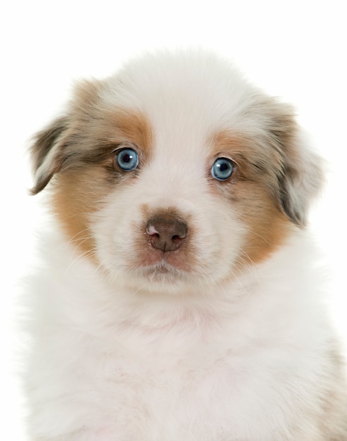 Puppy australian shepherd