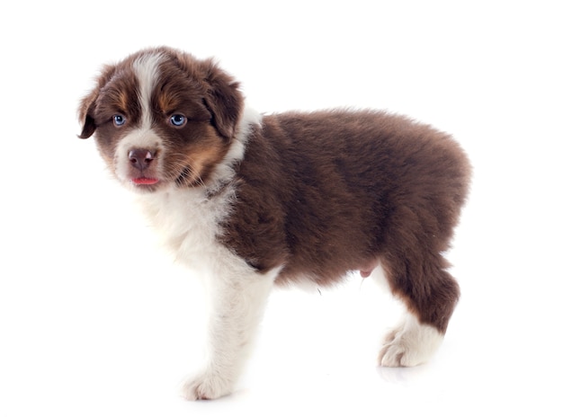 puppy australian shepherd