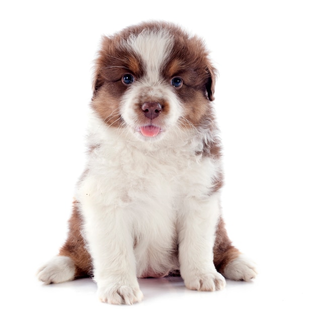 puppy australian shepherd