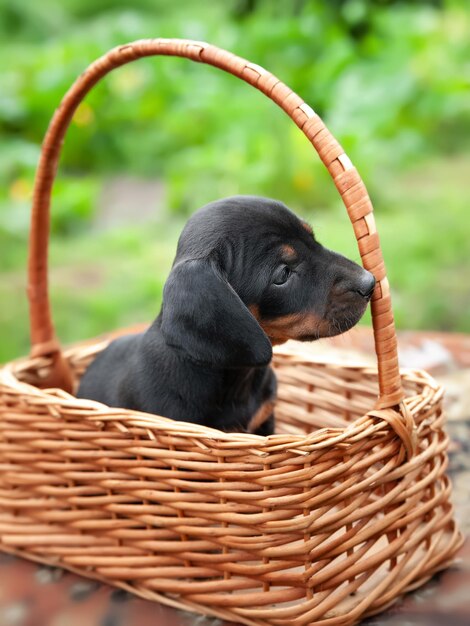 Puppy in a basket Dachshund puppy Cute little dog Selective focus