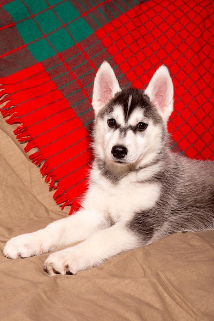 Puppy of a beautiful purebred husky dog