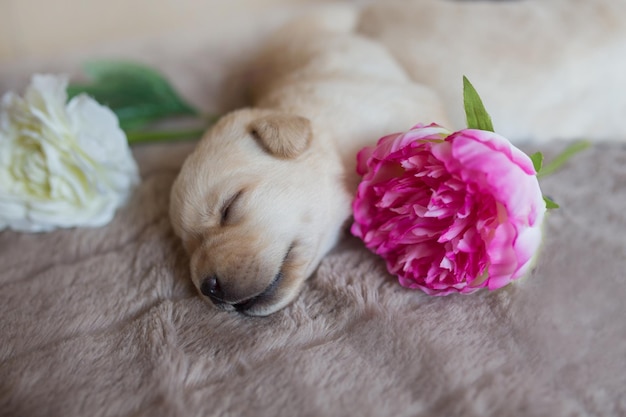 Puppy of a beautiful purebred Labrador dog