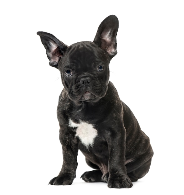 Puppy Black French bulldog sitting , isolated on white