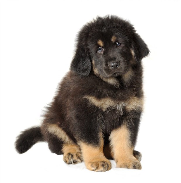 Puppy black tibetan mastiff isolated on white