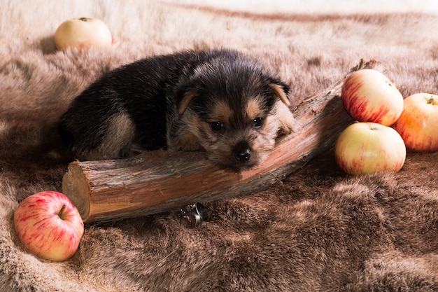 Puppy of breed Australian terrier lies on fur surrounded by apples