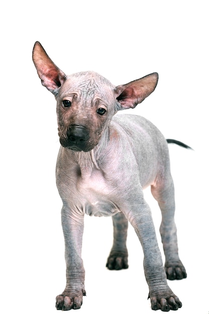 A puppy of a breed naked Mexican dog. isolated on white background