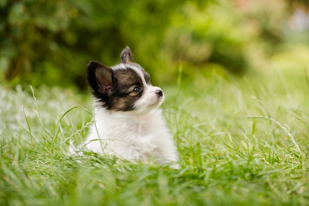 Puppy of breed papillon