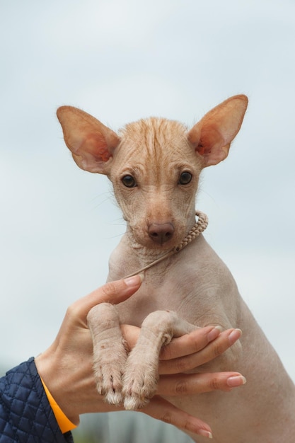 Puppy of breed Peruvian Hairless Dog Peruvian Inca Orchid Hairless Inca Dog Virigo Calato Mexican Hairless Dog