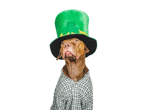 Puppy and a bright green leprechaun hat