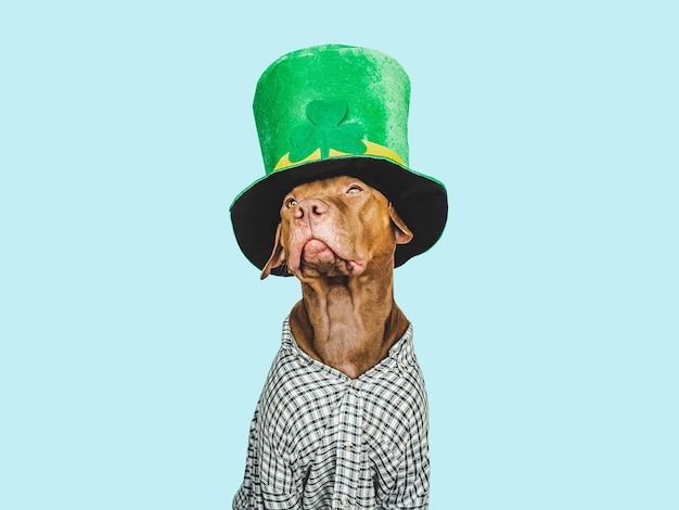 Puppy and a bright green leprechaun hat