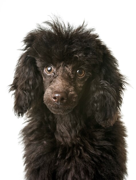 puppy brown poodle