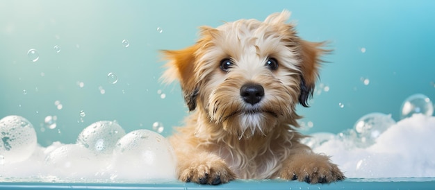 Puppy in a Bubble Bath