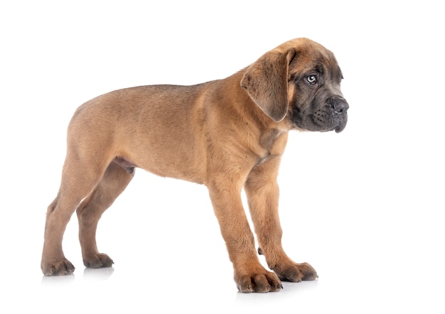 Puppy cane corso