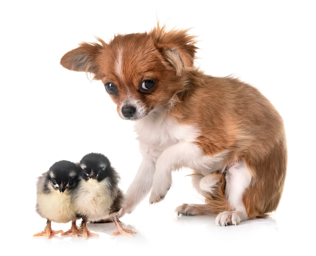 puppy chihuahua and chick