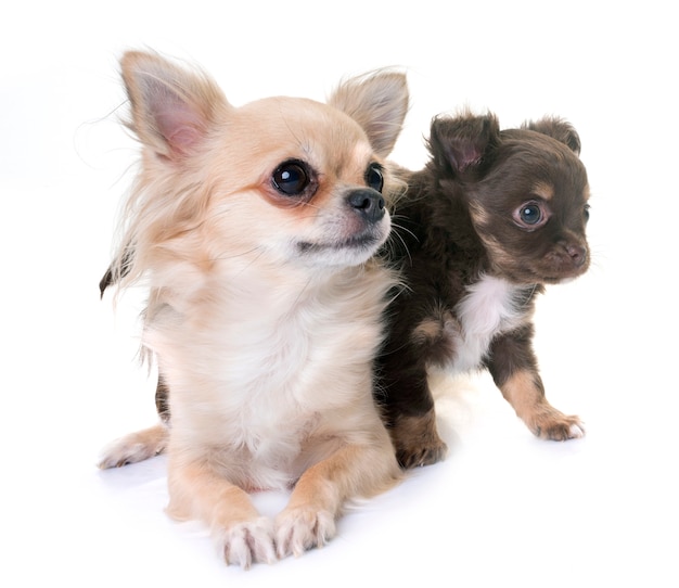 puppy chihuahua and mother