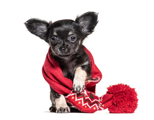 Puppy Chihuahua Wearing a red scarf 2 months old isolated