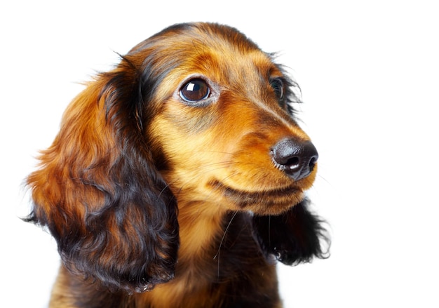 puppy dachshund on a white background