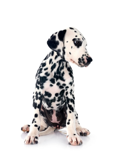 puppy dalmatian in studio