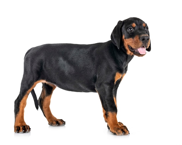 puppy Doberman Pinscher