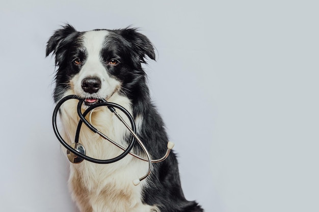 Puppy dog border collie holding stethoscope in mouth isolated on white background Purebred pet dog on reception at veterinary doctor in vet clinic Pet health care and animals concept