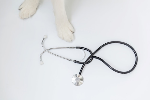 Puppy dog border collie paws and stethoscope isolated on white