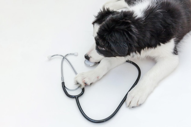 Puppy dog border collie and stethoscope isolated on white background Little dog on reception at veterinary doctor in vet clinic