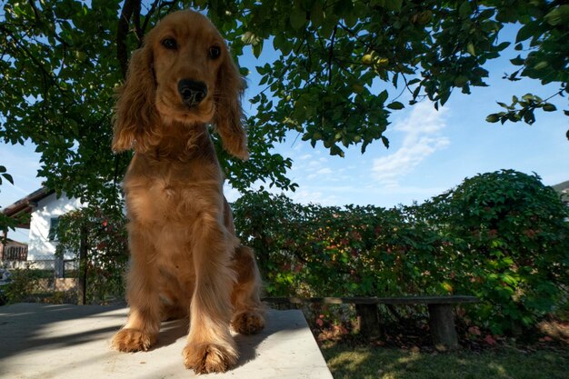 Puppy dog cocker spaniel portrait looking at you in the courtyard