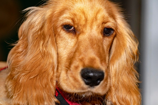 Puppy dog cocker spaniel portrait