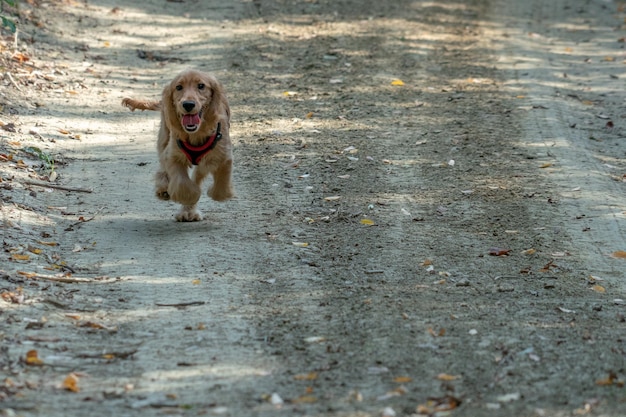 Puppy dog cocker spaniel running on grass