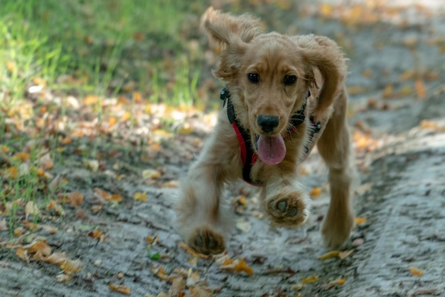 Puppy dog cocker spaniel running on grass