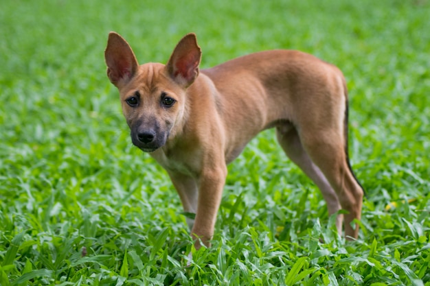 Puppy dog on green park