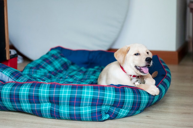 Puppy dos. Happy Labrador Retriever sitting in living room. Labrador Retriever Portrait