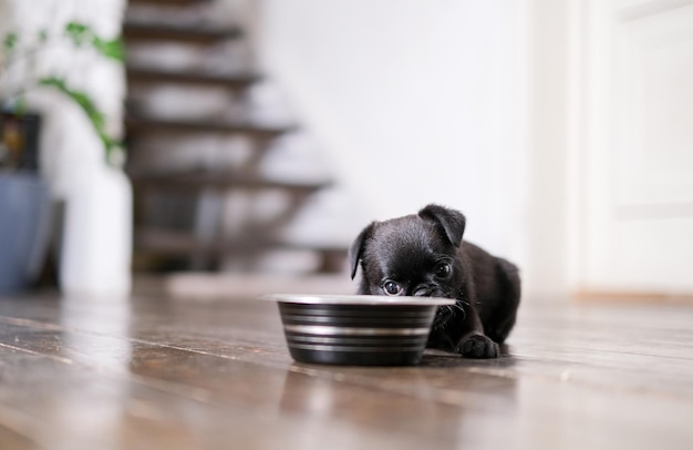 Puppy  eating from feeding bowl indoors.  Black cute pet pug-dog Petit Brabancon or Belgian griffon