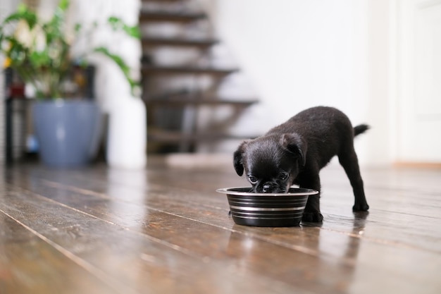 Puppy  eating from feeding bowl indoors.  Black cute pet pug-dog