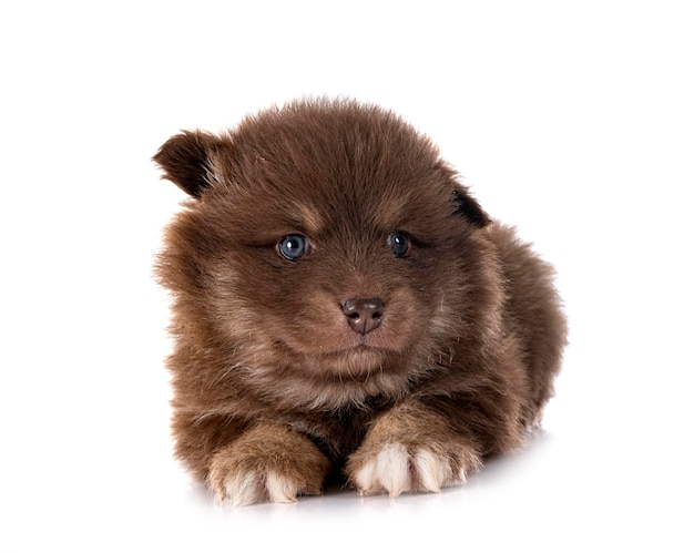 Puppy Finnish Lapphund in studio