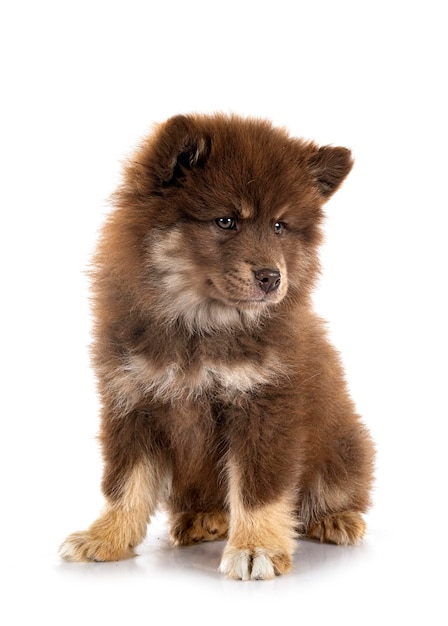 Puppy Finnish Lapphund in studio