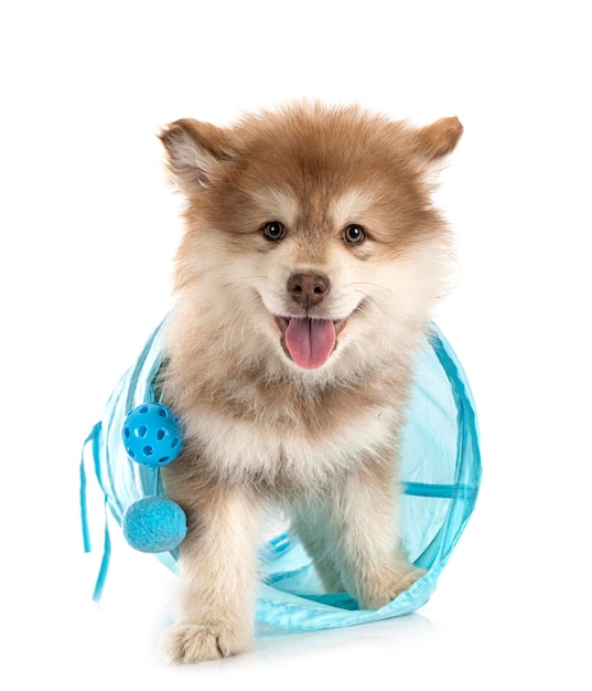 Puppy Finnish Lapphund in studio