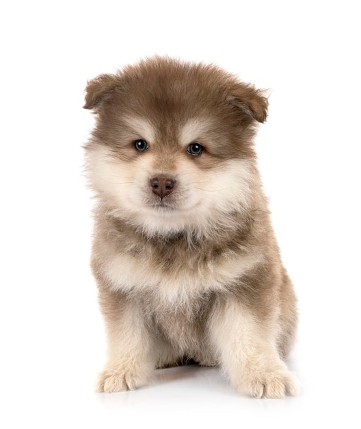 Puppy Finnish Lapphund in studio