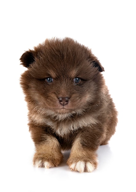 Puppy Finnish Lapphund in studio