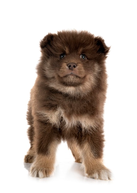 Puppy Finnish Lapphund in studio