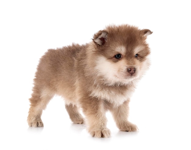 Puppy Finnish Lapphund in studio