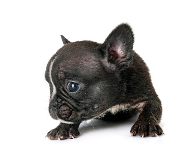 Puppy french bulldog in studio