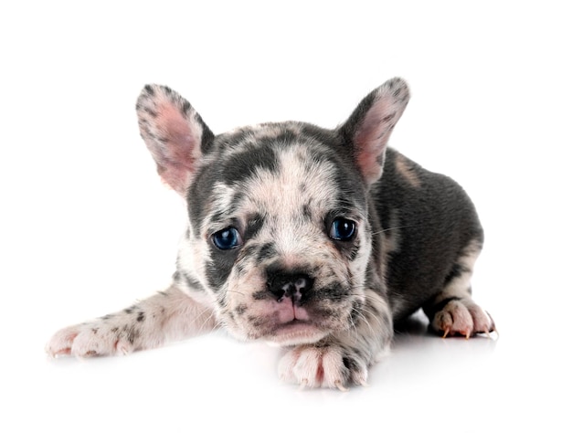 Puppy french bulldog in studio