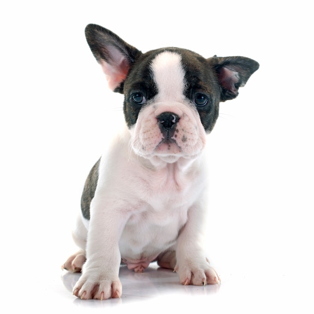 Puppy french bulldog